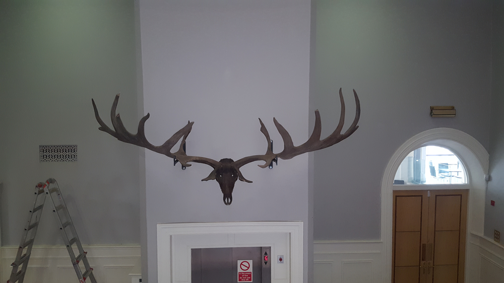 The antlers in their new home, dwarfing the elevator in City Hall!