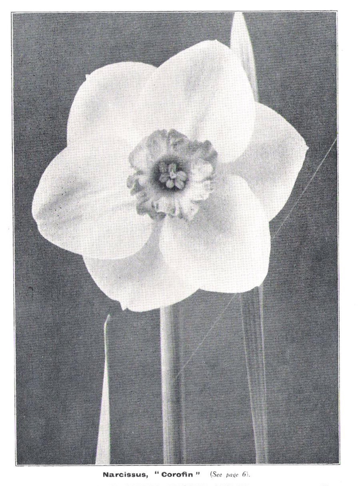 Narcissus