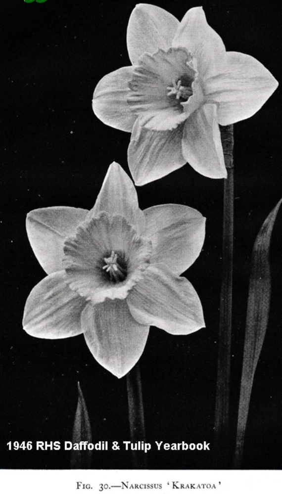 Narcissus