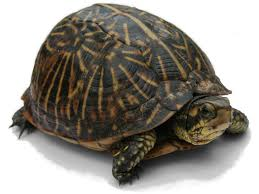 The humble turtle was a must on luxury menus!